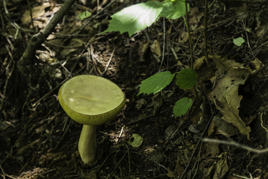 喇叭溝門(mén) 野生菌