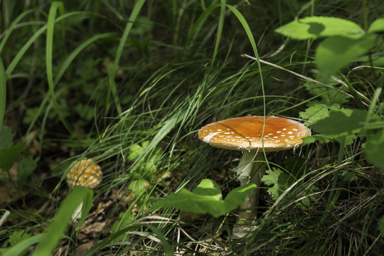 喇叭溝門 野生菌