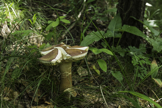 喇叭溝門 野生菌