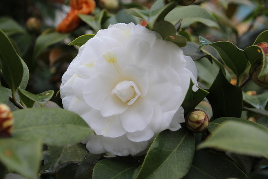 山茶花特寫