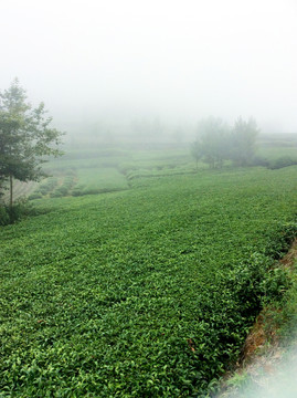 茶園