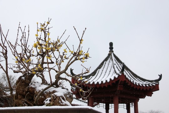 臘梅