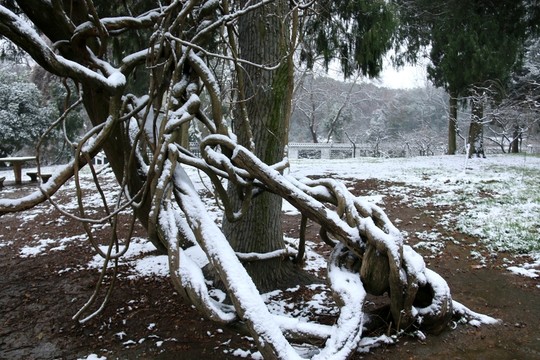 梅園雪景