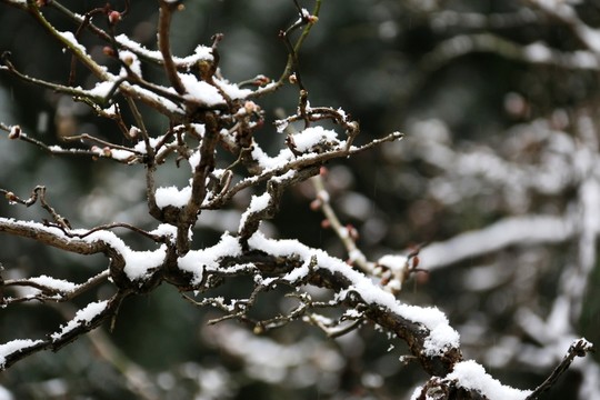 龍游梅