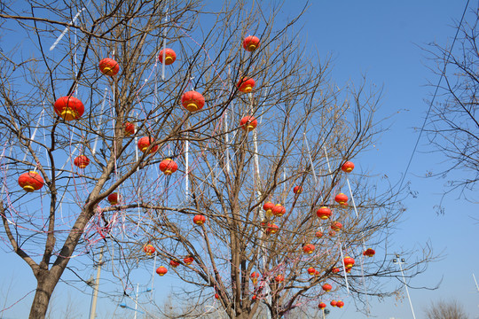 紅燈籠