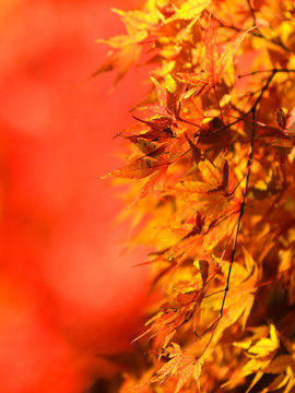 紅楓葉