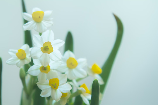 水仙花