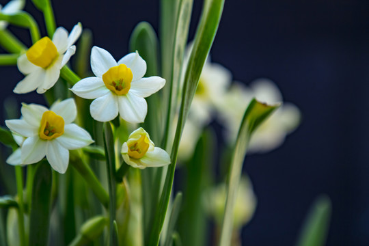 水仙花