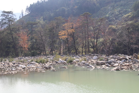 河邊樹(shù)林