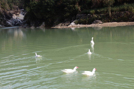 鴨戲水