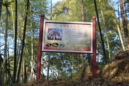 金蟬花示范基地