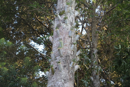 樹林