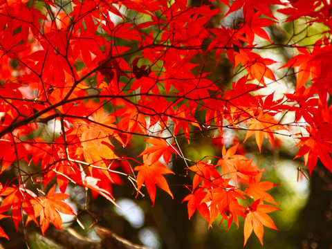 紅楓葉