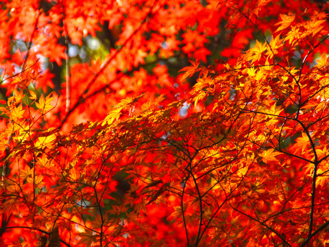 紅楓葉