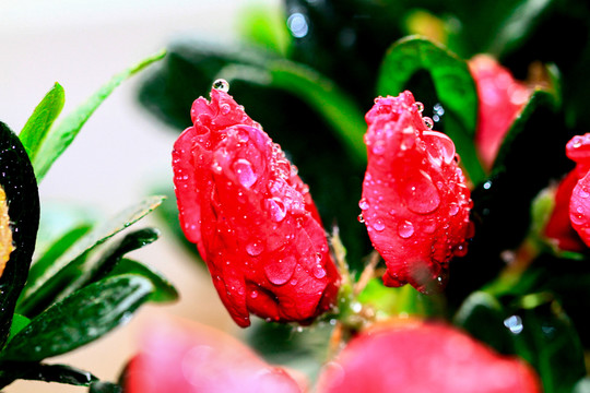 杜鵑花