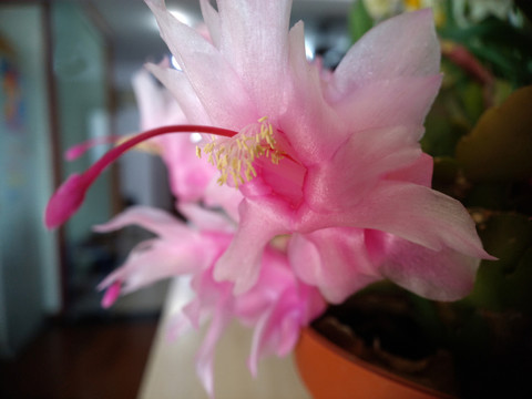 蟹爪蘭花