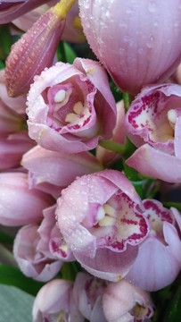 蘭花