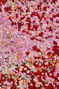 鮮花墻 玫瑰墻 鮮花背景