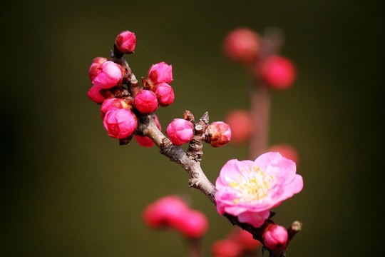 梅花