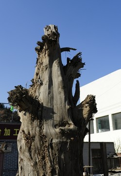 老樹 樹根