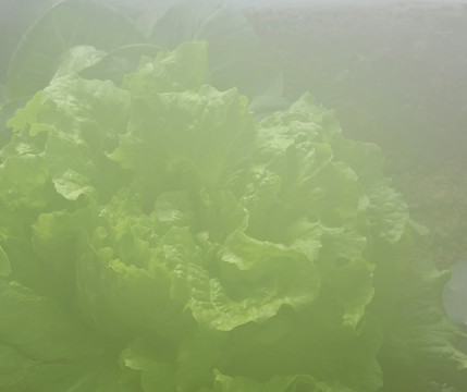 生菜 蔬菜 晨霧