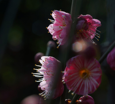 梅花