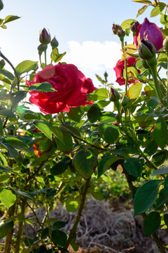 玫瑰花園