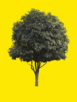 桂花樹