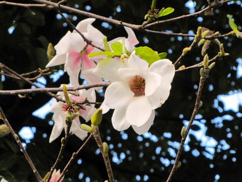 白玉蘭花