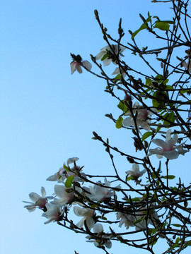 白玉蘭花