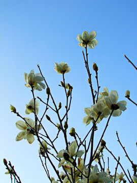 白玉蘭花