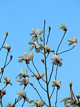 白玉蘭花