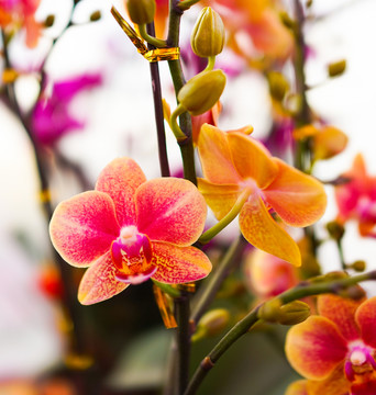 蘭花 蝴蝶蘭