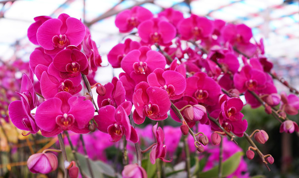 蘭花 蝴蝶蘭