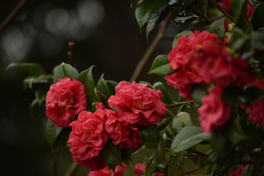雨中紅茶花