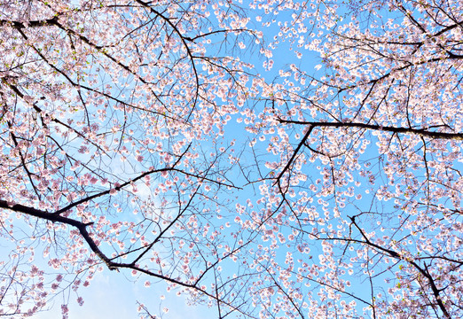 櫻花樹
