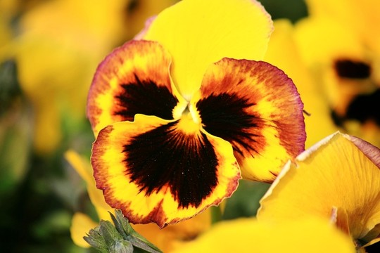 蝴蝶花