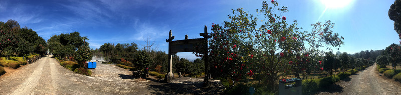 山茶花園