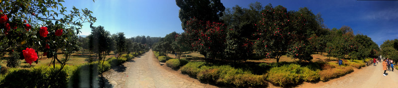 山茶花園