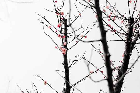 紅梅