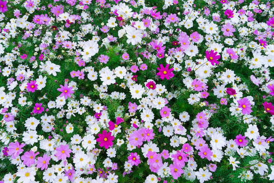 格桑花波斯菊花海