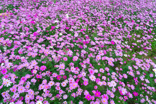 格桑花波斯菊花海