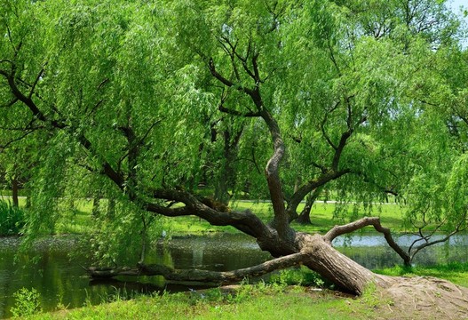 斜躺在小河邊茂密的柳樹