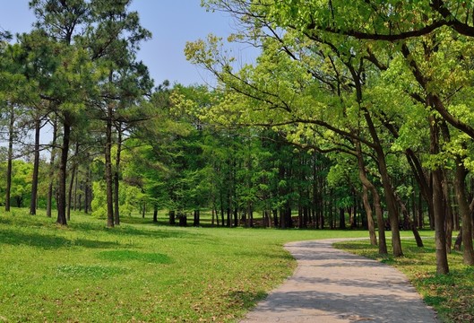 城市森林公園