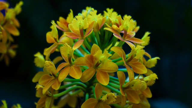蘭花