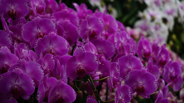 蘭花