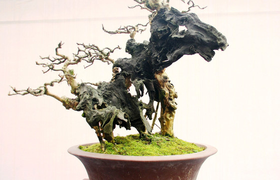 盆景 植物  藝術(shù)