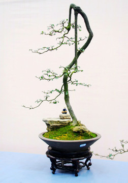 盆景 植物 藝術(shù)