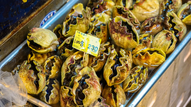 扇貝