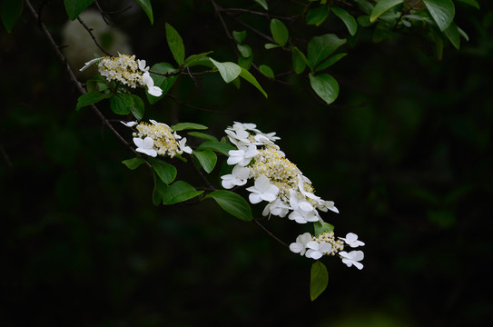 瓊花